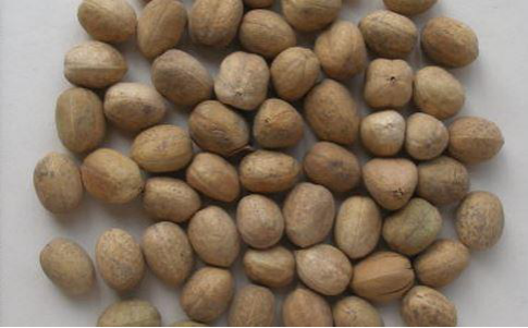 巴豆不仅仅是让人腹泻那么简单