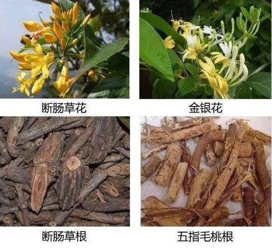 采摘野生金银花回家煮汤结果南宁一家六口被毒倒