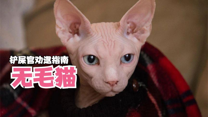 斯芬克无毛猫,卢迪同款,又丑又贵又油又能吃,喜欢吗?