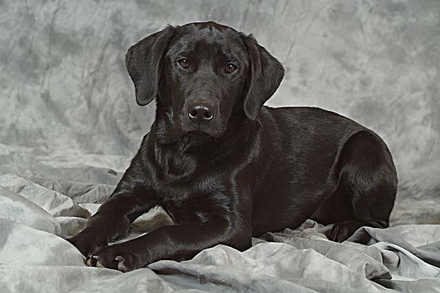 黑色拉布拉多为何少人养?终究还是逃不过这几个原因