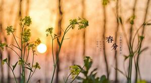 春分| 千花百卉争明媚,莫负好春光