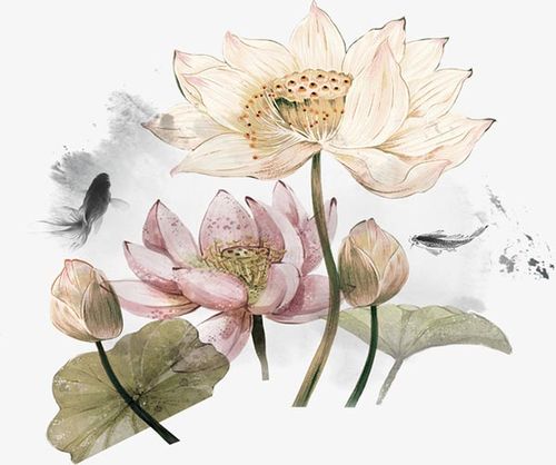 国画荷花