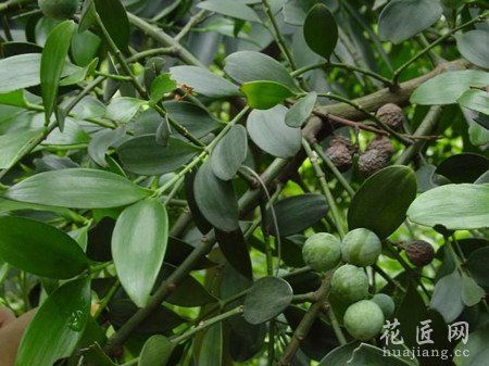 竹柏的养殖方法有哪些?