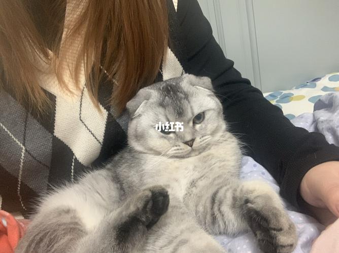 折耳猫|干饭猫七七de日常_折耳猫_猫咪_猫咪日常_宠物
