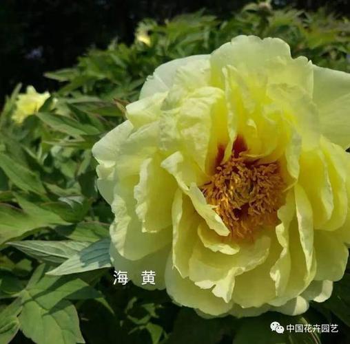 洛阳牡丹落户上海标志景点 传播牡丹文化 添彩豫沪合作 | 动态
