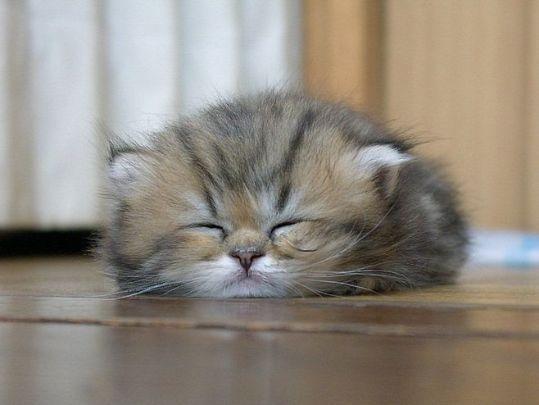 睡姿,花猫,打瞌睡 困死哩