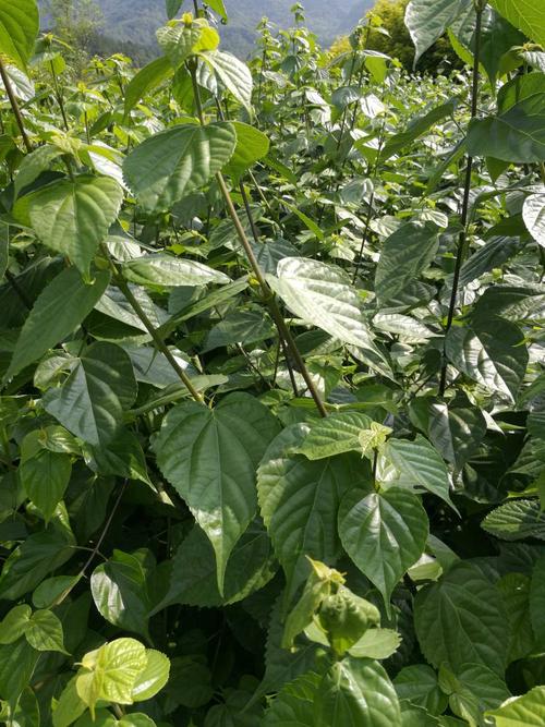 湖北芝兰农业观音树苗 神豆腐树苗 神豆腐树 观音树 北美红杉