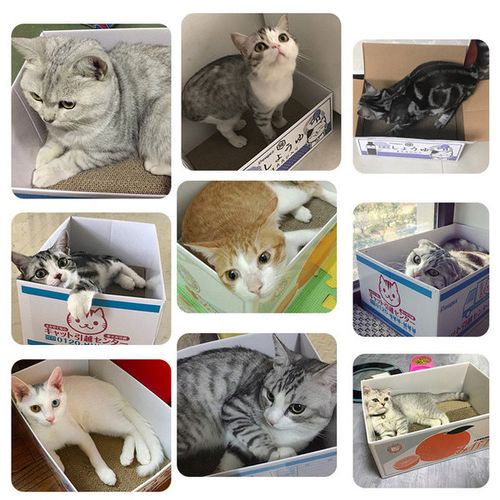猫抓板猫窝瓦楞纸磨爪器磨爪板纸箱猫爪板猫咪蹭痒器猫玩具猫用品