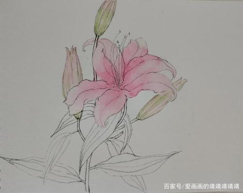 针管笔水彩手绘,画一枝美丽芬芳的百合花
