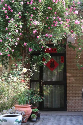 满院子蔷薇花开