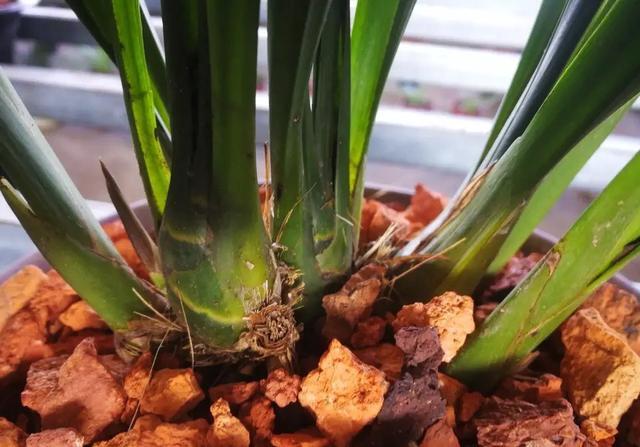 怎么保护好兰花的芦头?