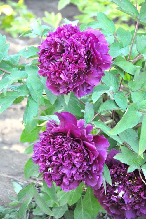 紫牡丹!园里的牡丹品种实在是太多,太稀奇了,看了铭牌也记不住了.