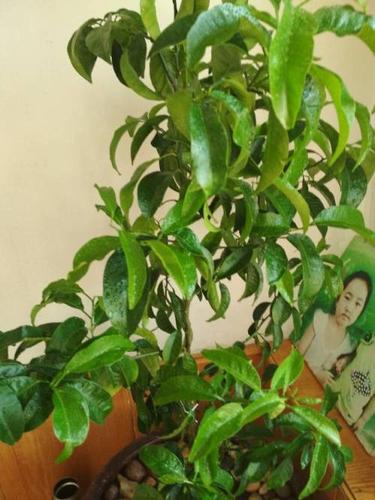 桔子树几月份开花