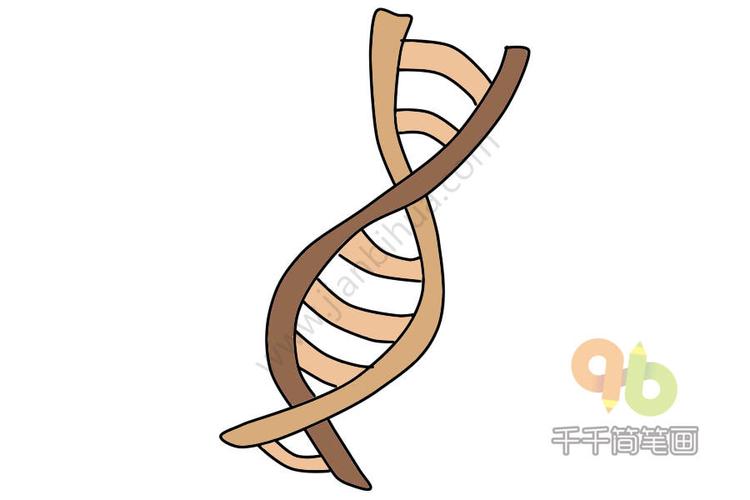 dna简笔画