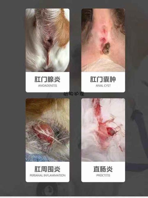 宠物狗狗肛门腺炎消炎药膏治疗挤肛周发炎红肿脓肿猫屁股蹭地瘙痒