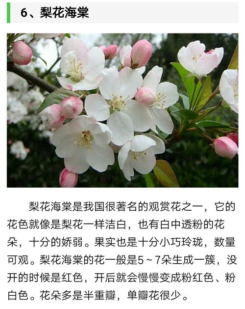 春的颜色—海棠花