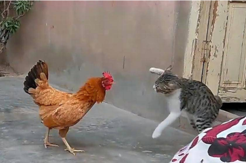 作死猫咪狂扇母鸡耳光,母鸡当场气炸毛,镜头记录搞笑画面