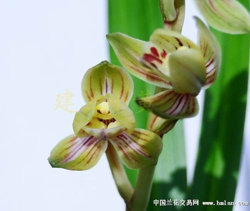 最美四季***中华锦荷***老品出艺-建兰篇-中国兰花网