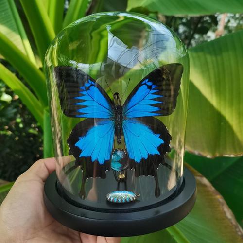 蝴蝶标本蝴蝶标本真蝴蝶 玻璃罩摆件进口玄关礼品 天堂凤蝶 欧式 生日