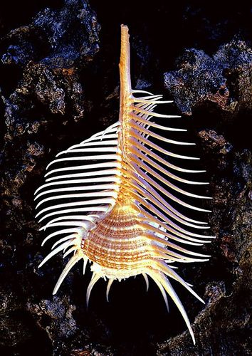 来自大海的馈赠"骨螺"