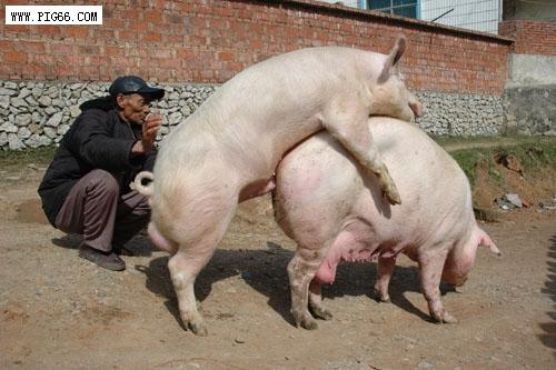 公猪进入母猪体内