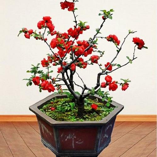 日本海棠花苗盆栽盆景四季开花大苗室内外绿植物花卉观花庭院阳台