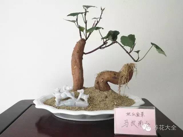 全国都在种红薯盆景,不仅颜值高,还健康美味!