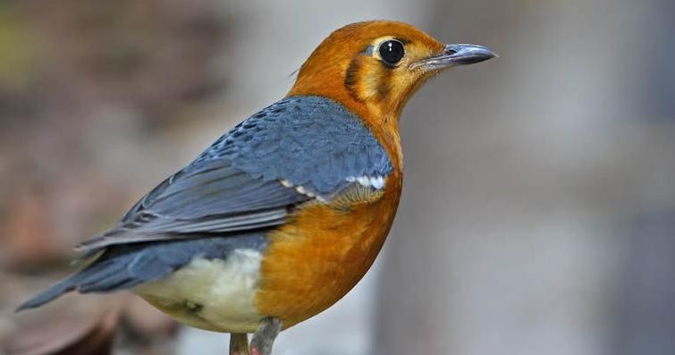 是鸫科的一个属,是由一群中等体型的食虫或杂食性的鸟类所组成的属