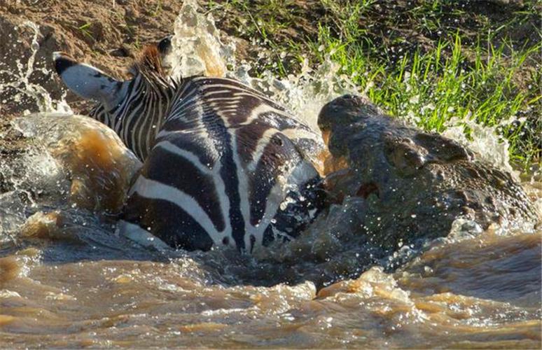 斑马遭鳄鱼群围攻,勇敢的它选择积极应战,结果出人意料