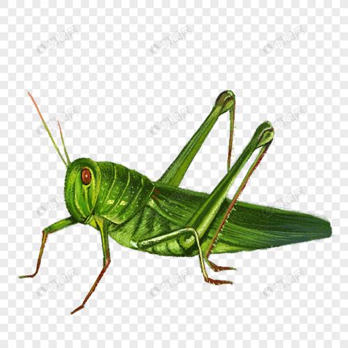 免抠元素 手绘/卡通元素 蚂蚱.psd
