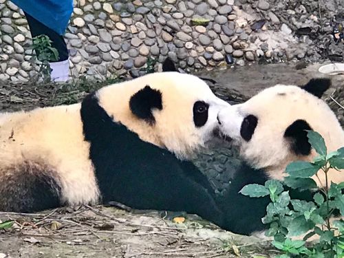 大熊猫是猫吗?