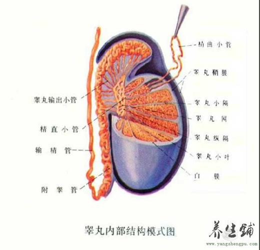 阴囊的收缩与放松-睾丸喜欢的温度