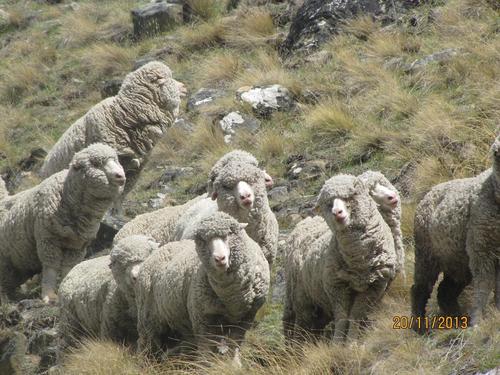 dunstan downs high country sheep station(邓斯坦唐斯高地乡村羊场