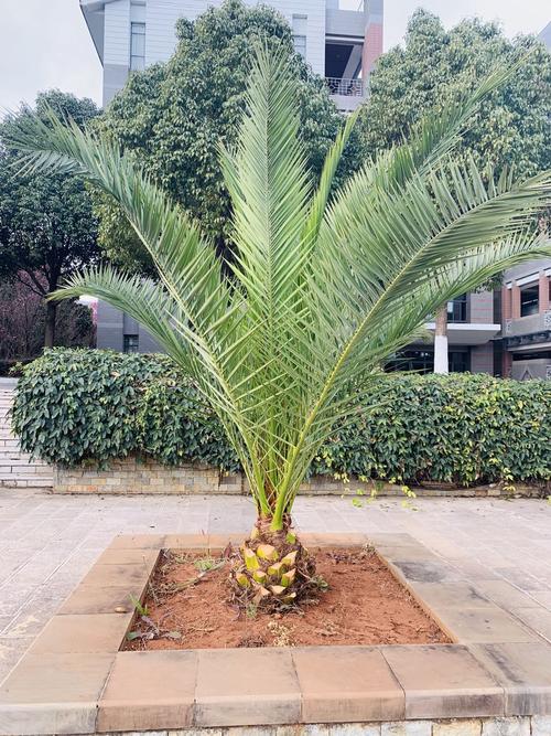加拿利海枣针葵海景别墅庭院植物净化空气美观热带风景树海藻树 - 枫