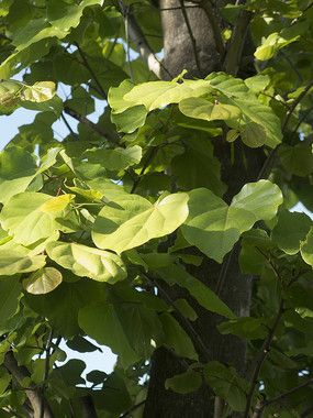 巨紫荆浓密的树叶