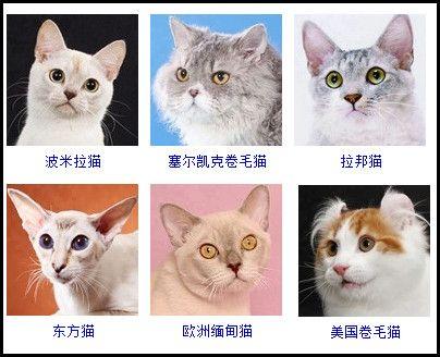 猫咪品种介绍猫吧百度贴吧
