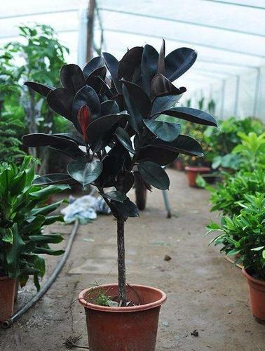 橡皮树合理修剪,适当养护,呈现出惊喜状态,生命力真旺盛