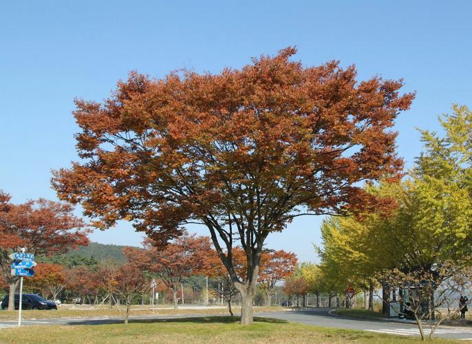 韩国秋枫7天深度游 之一