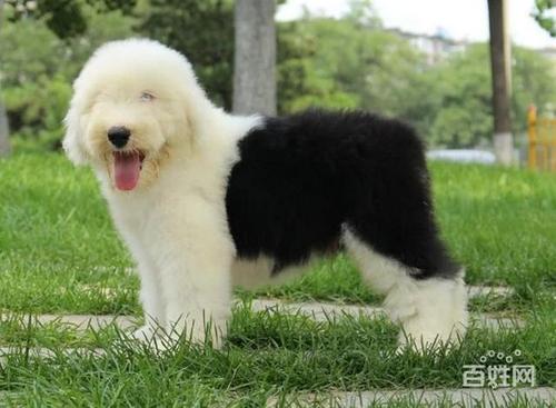 揭阳本地有多只古牧犬宝贝出售 cku认证放心购买