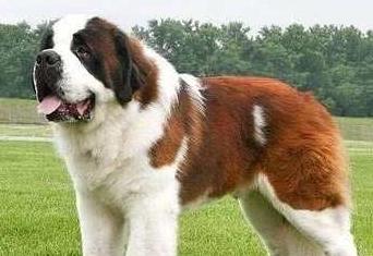 原创五大超温顺的大型犬,体型和性格的反差萌非常可爱,你会养哪种?