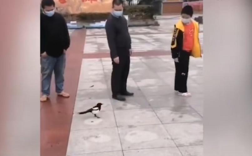 广西一只喜鹊主动排队做核酸检测棉签伸来真张嘴