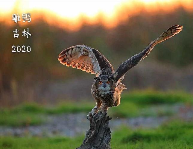 猛禽雕鸮翘美景,俗称恨狐益多情.