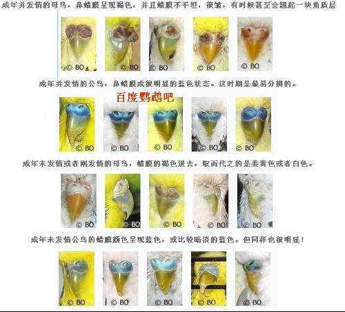 今天入手俩虎皮鹦鹉,求公母及品种(至少要告诉我是不是白化啊啥的)