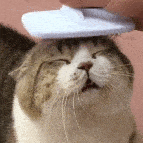 历史回顾网红猫咪猫咪如花表情包