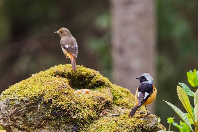 北红尾鸲(雌雄一对)