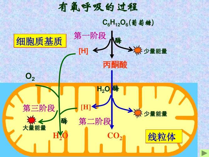 (新人教版必修1)ppt  细胞呼吸 有氧呼吸的过程 c6h12o6(葡萄糖) 细胞