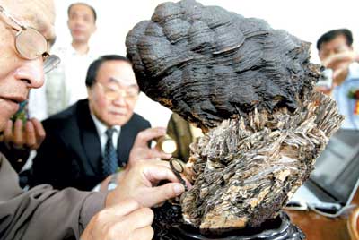 价值2800万灵芝奇石展出(图)