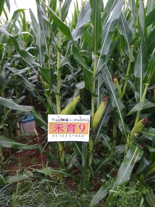 禾育9号火遍山西