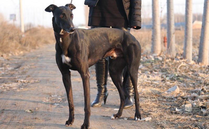 哈利保持 harry keeping - 格力犬yy--格力犬中英文