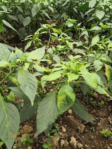 严老师,您好,请问这辣椒得了什么病?之前以为是药害